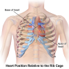 Heart-Location.png (310745 bytes)